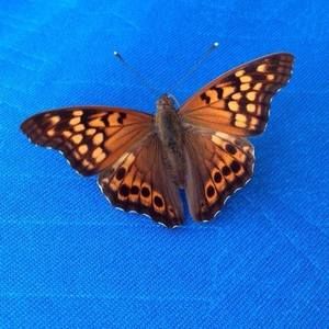 Meet your Posher, Janice